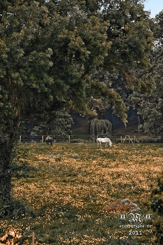 La mort du petit cheval.
