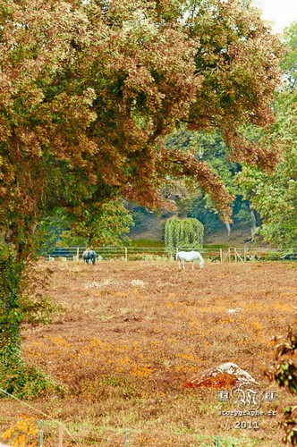 Les chevaux du plaisir.