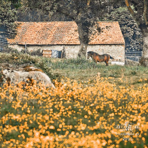 Cheval d'orgueil.