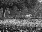 Cheval