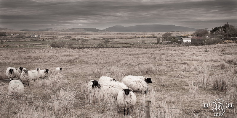 Sur la route du Connemara 3.