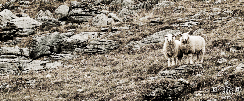 Les moutons de Burren.